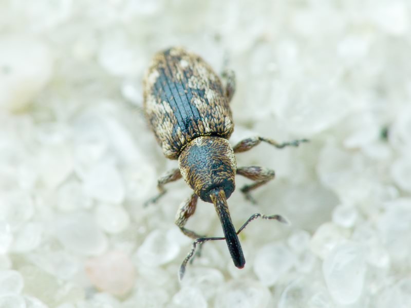 Smicronyx jungermanniae (Reich, 1797)